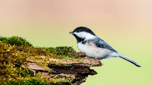 Chickadee Sounds Screenshot 3