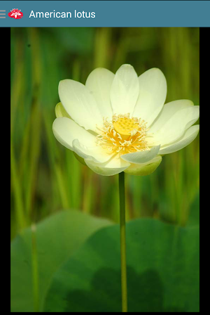Aquatic Plants Screenshot 3