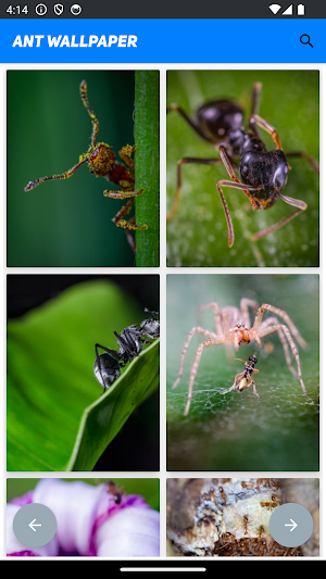 Ant Wallpaper Screenshot 2