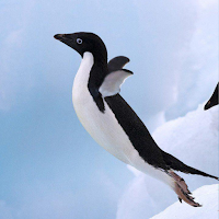 Penguins Wallpapers