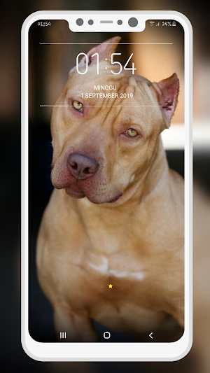 Pitbull Wallpaper Screenshot 3
