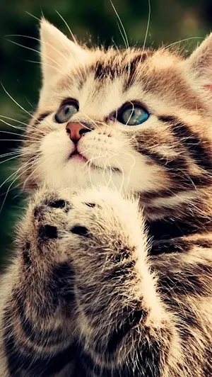 Cute Cat Wallpaper Screenshot 1