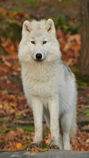 Wolf Wallpaper 4K Screenshot 3