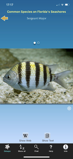 Florida Seashore Wildlife Screenshot 3