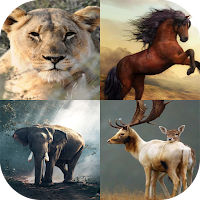 Wild Animal Wallpaper 4K