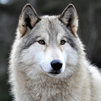 Free Wolf Wallpapers HD