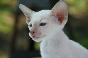 White cats wallpapers Screenshot 2