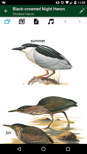 Birds of Eastern Europe Screenshot 3