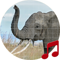Elephant sounds ~ Sboard.pro