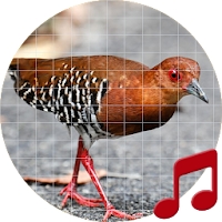 Red-legged Crake bird Sounds ~