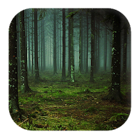 Forest Sounds