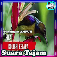 Pancingan Kolibri Full Isian
