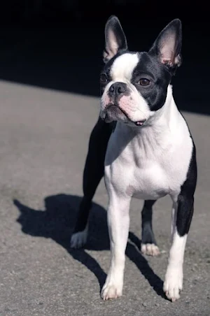 Boston Terrier Dog Wallpapers Screenshot 0