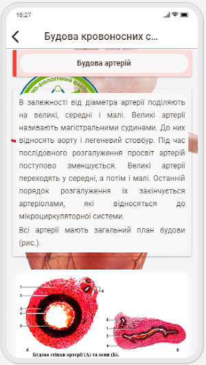 Human Anatomy. Angiology Screenshot 3