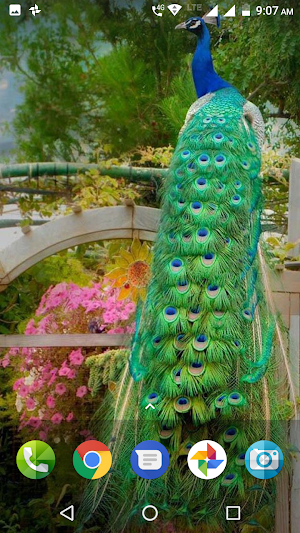 Peacock Wallpaper Screenshot 1