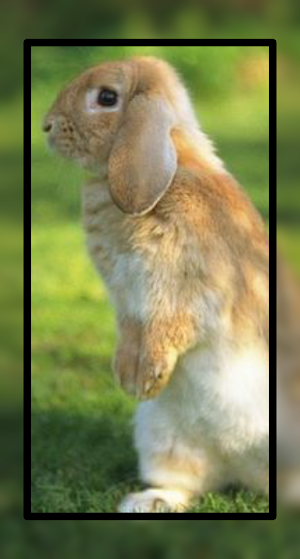 Baby Rabbit Wallpaper HD Screenshot 1