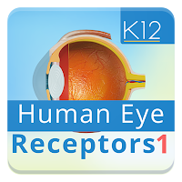 Human Eye Receptors I