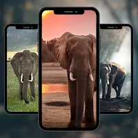 Elephant Animals Wallpaper