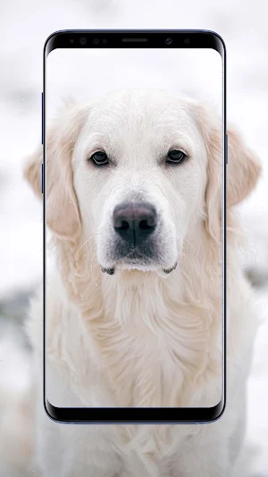 Golden Retriever Wallpapers Screenshot 1