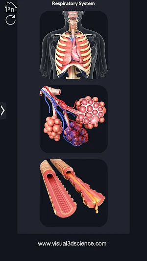 Respiratory System Anatomy Pro. Screenshot 1