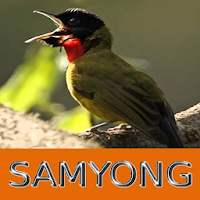 Master Kicau Samyong