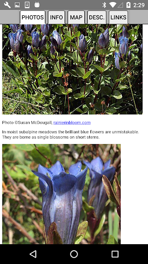 Glacier NP Wildflowers Screenshot 2