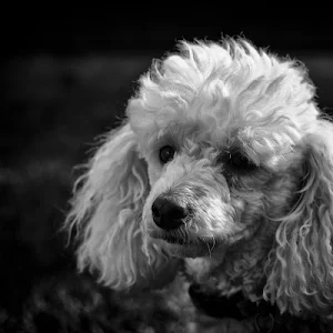 Poodle wallpapers Screenshot 3