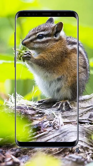 Chipmunk Wallpapers Screenshot 2