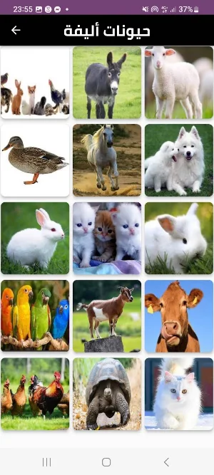 animals Screenshot 2