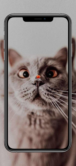 خلفيات قطط كيوت Screenshot 2