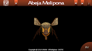 Abejas mayas Screenshot 1