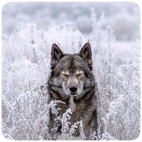 Galaxy Wild Wolf Wallpapers