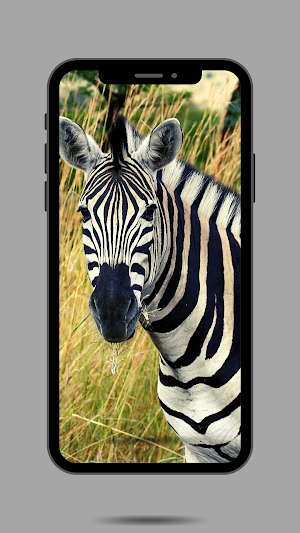 Zebra Ringtone Screenshot 0