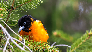 Oriole Bird Sounds Screenshot 3