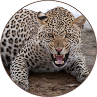 Leopard (Animal) Sounds