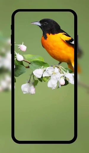 Spring wallpaper HD+ Screenshot 1