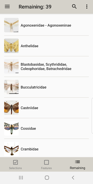 Lepidopteran Families Screenshot 3