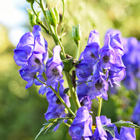 Aconitum Wallpaper