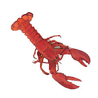 Lobster Reader