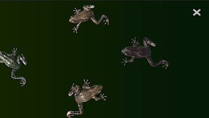 Cat Bat2 - Cat Toy Screenshot 2