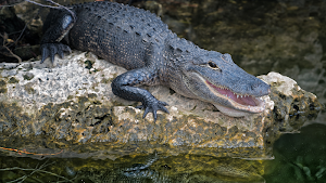 Alligator Sounds Screenshot 3
