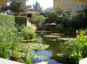 Fish Of Ponds Design Screenshot 3