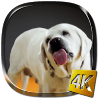 Dog Licks Screen 4K LWP