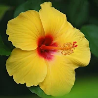 Hibiscus Flower Wallpapers