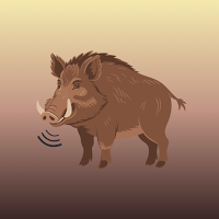 Wild Boar Sounds & Calls