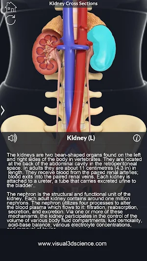 Urinary System Pro. Screenshot 3