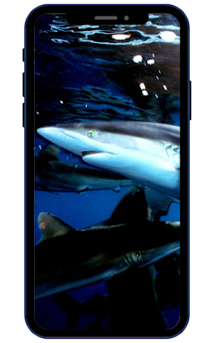 Shark Wallpapers Screenshot 3