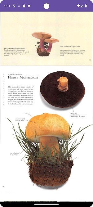Mushroom Guide and Identifier screenshot 2