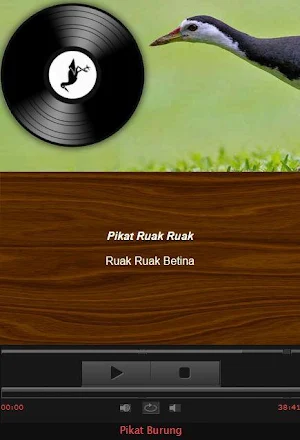 Caller voice of the Bird Amaurornis phoenicurus Screenshot 3