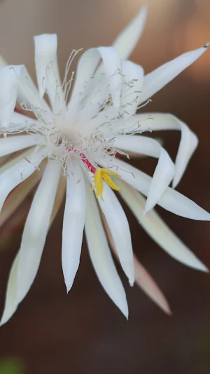 Epiphyllum Wallpapers Screenshot 1